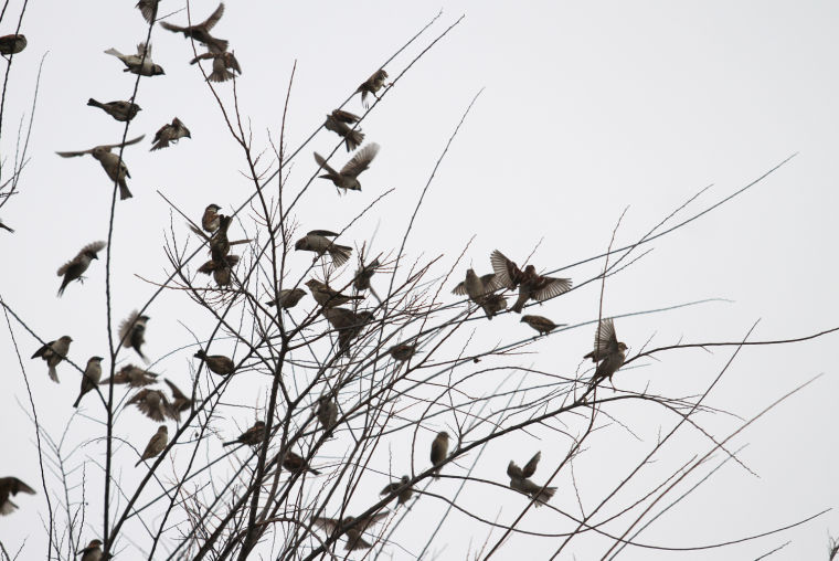 Birds at the Park